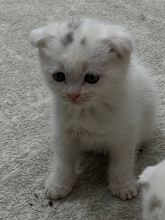 Мушук скодиш флот и страет