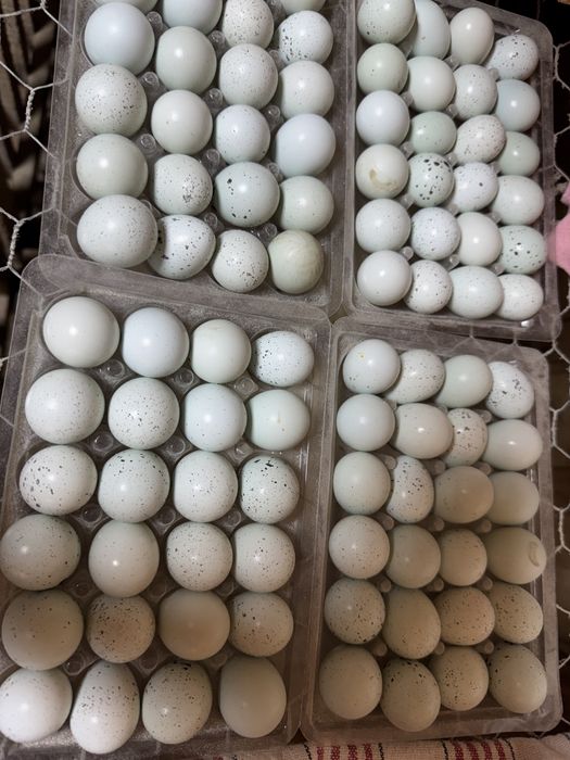 Oua de prepelita japoneze si celadon
