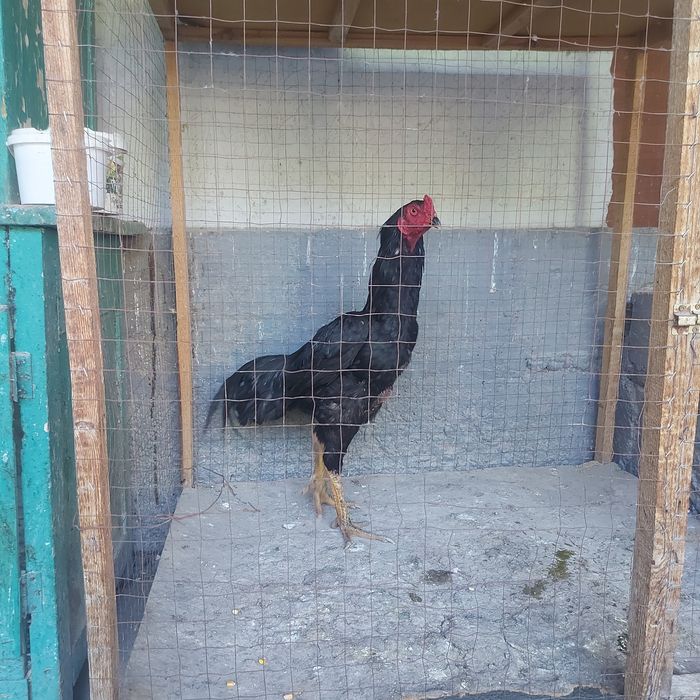 Корейц июнски крупный