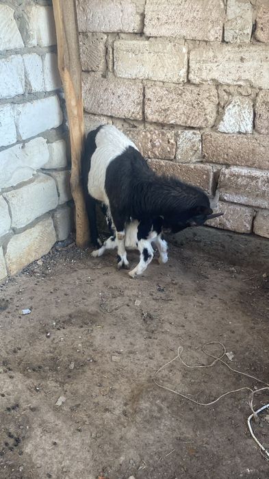 Орыс ешкі сатылады лағымен