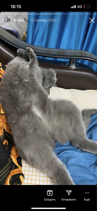 Британская кошка