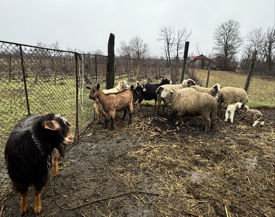 Oi si capre de vanzare