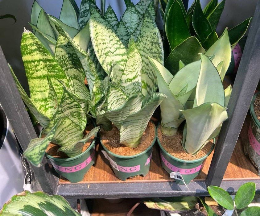 Комнатные цветы для Вашего уюта!!! Хона гуллари!!!