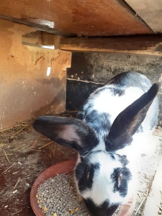 Зайци за продажба