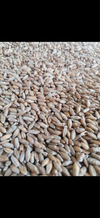 Triticale de vanzare!!!