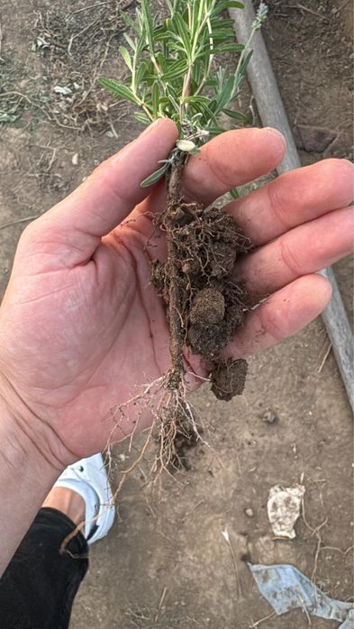 Butasi de lavanda pre-comanda