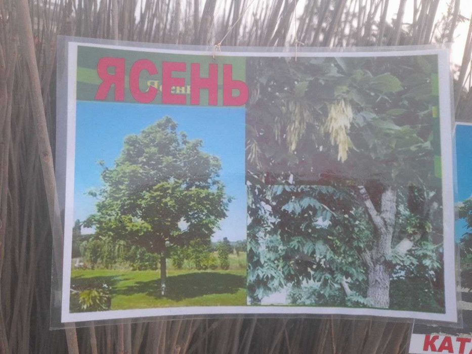 Xarhil ko'chatlardekarativ archalar mevali ko'chatlar arzon narhlarda.