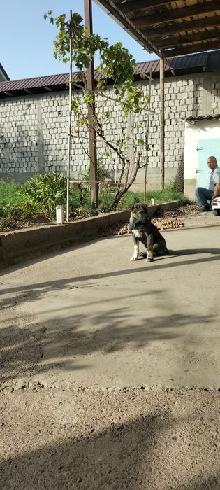 КАНГАЛ щенок  3 месяцев