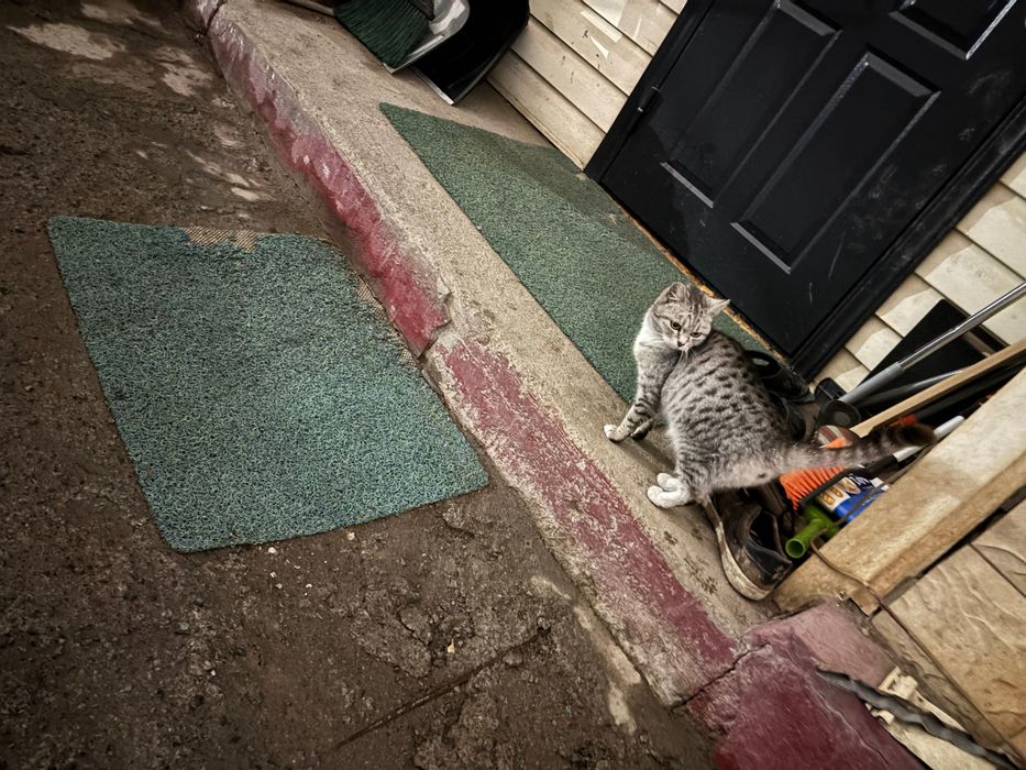 Отдам кошечку бесплатно