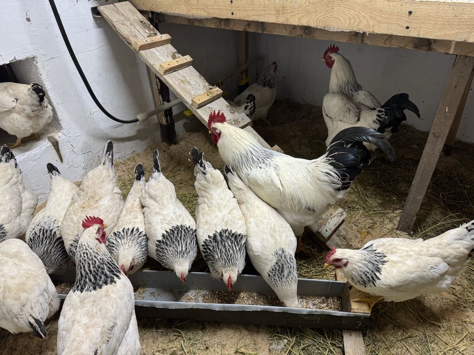 Инкубацонные яица