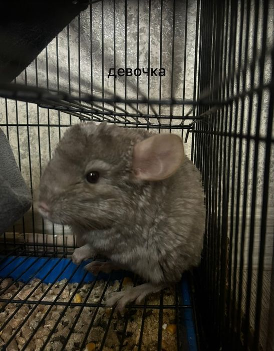 Продам шиншил с клетками