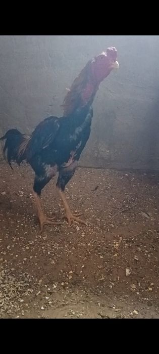 Дакан бойцовые туляк