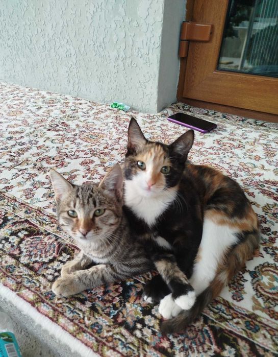 Кошки отдам даром