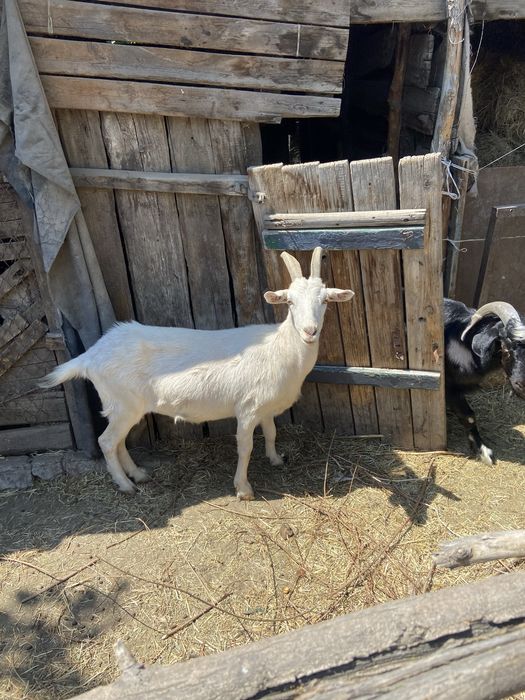 Продам козу большую