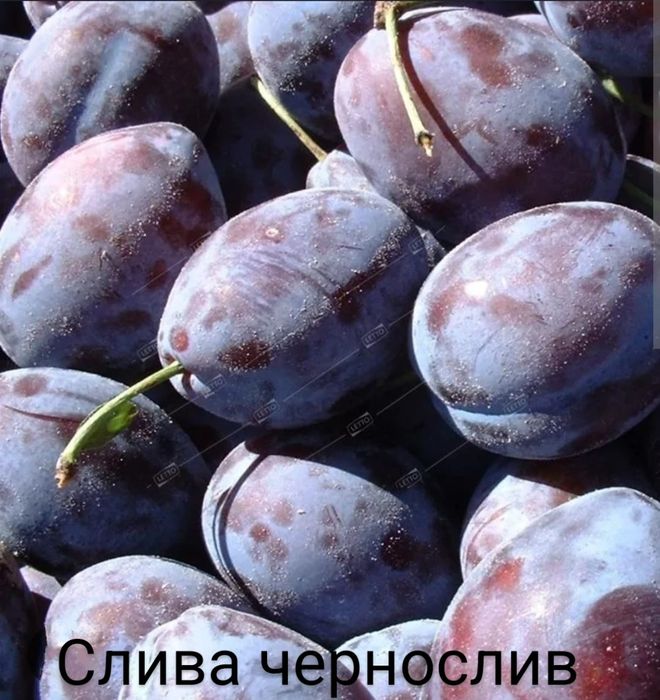 Қол массажы секс видео