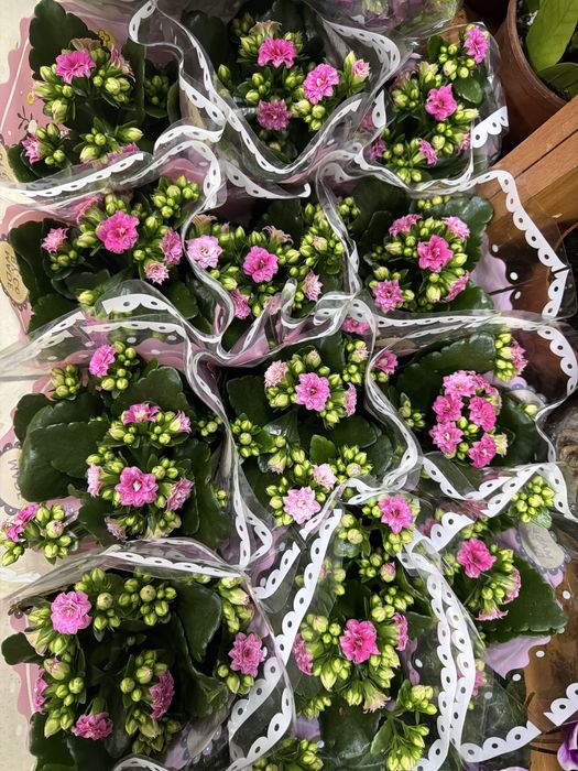 Цветы на 8 марта