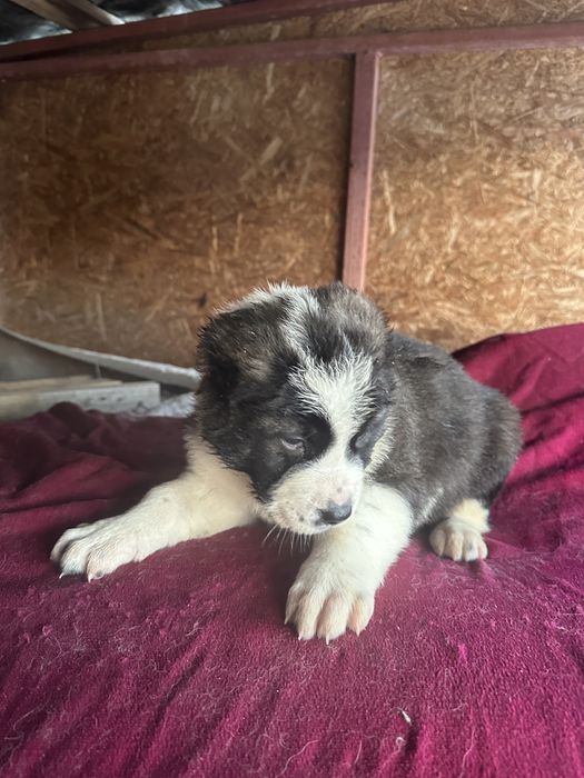 Продам Щенков Алабая (САО)