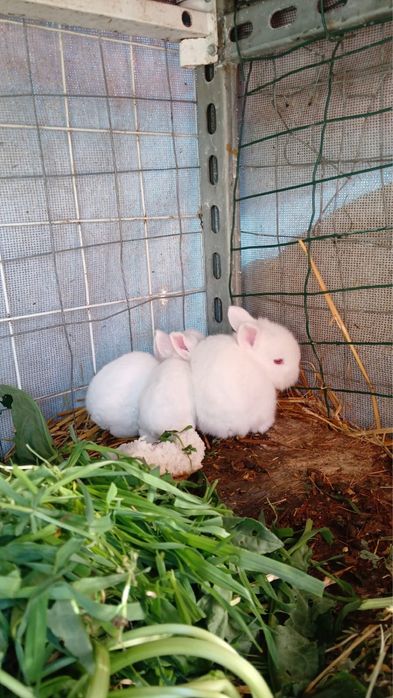 Iepuri mini cap de leu