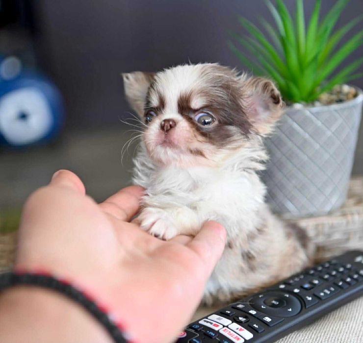 Женско миниатюрно дългокосместо шоколадово мерле