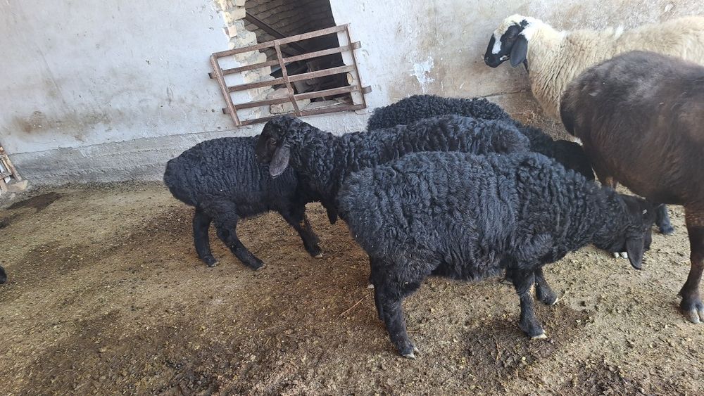 3 oylik quzi qucqorlar