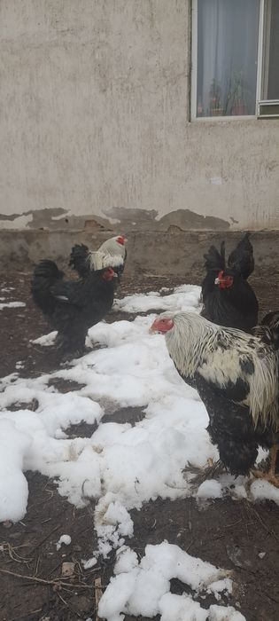 Продаём петушков брамы