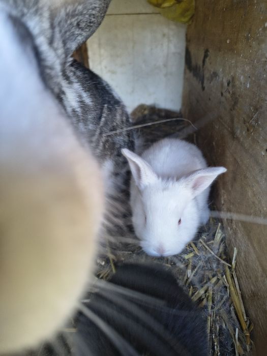 Iepurasi mici de companie iepurita cu pui de 3 zile. .iepuroi adult