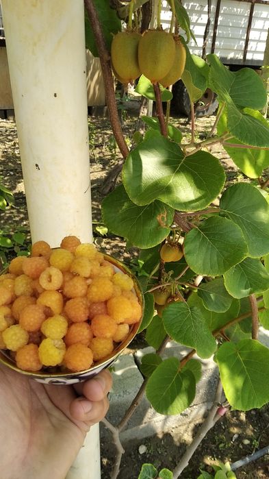 Сариқ Малина кўчатлари сотилади