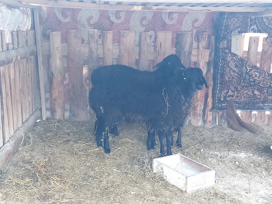 Жас қошқарлар сатылады