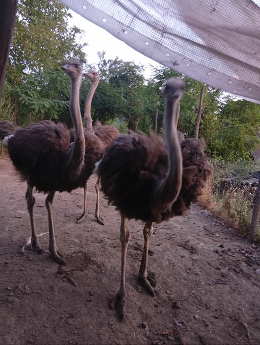 O familie de struți