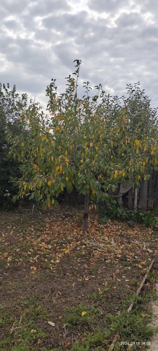 Продам дачу Темирязево