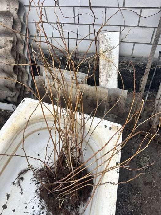 Саженцы малины продам