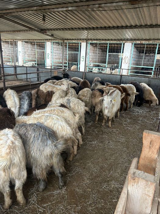 Ешкілер сатылады