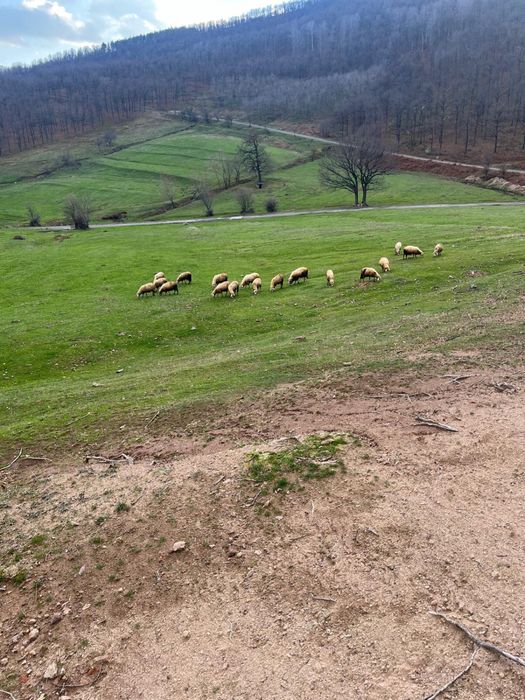 Овци за дамъзлък бременни са