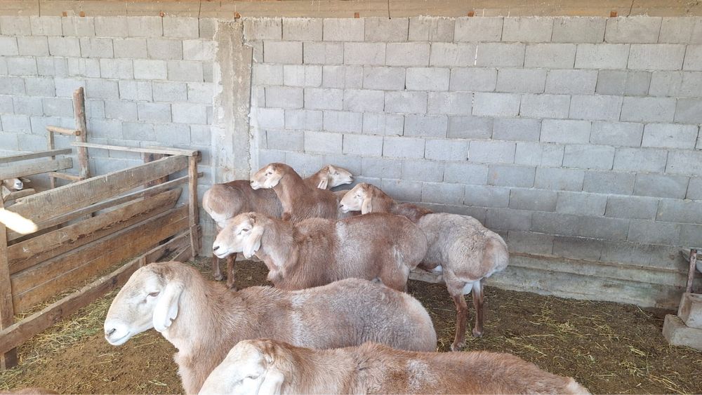 Кошкары продаются