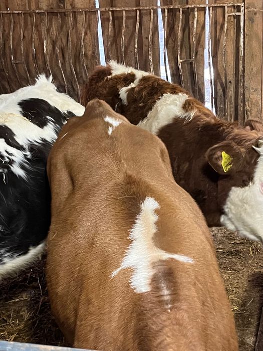 Vand 4 vitele de 8 luni