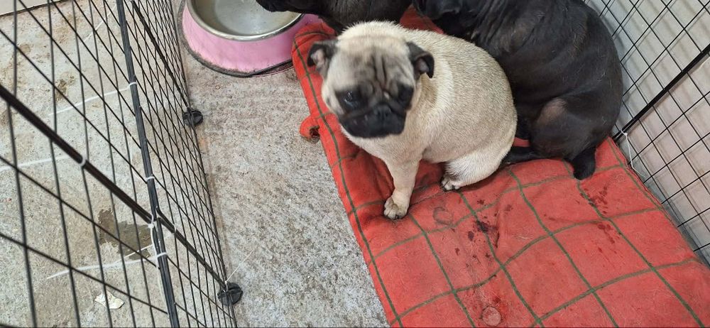 Продават се мопсче