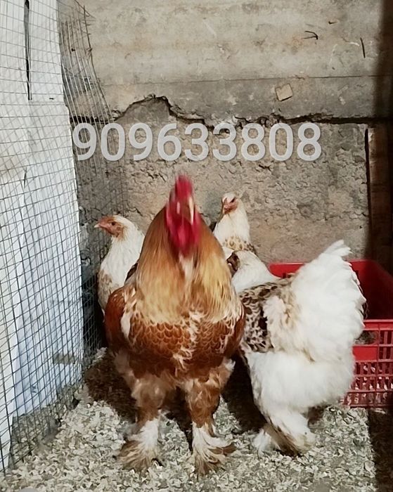 Brama Beliy zolota rangi