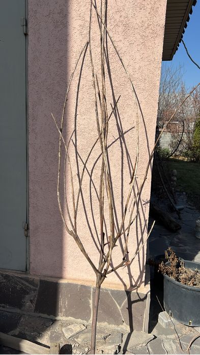 Ветки орешника, корилус, корелиус