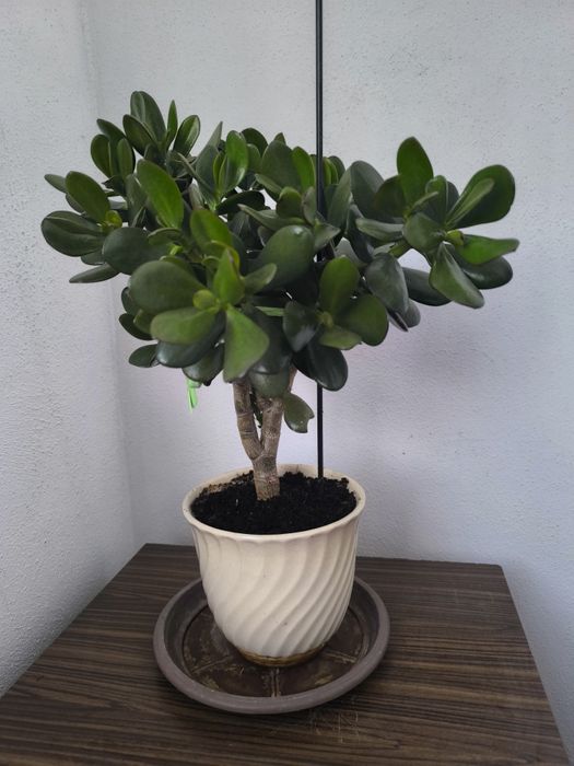 Спатифилум, папрат, коледна звезда и дървото на живота