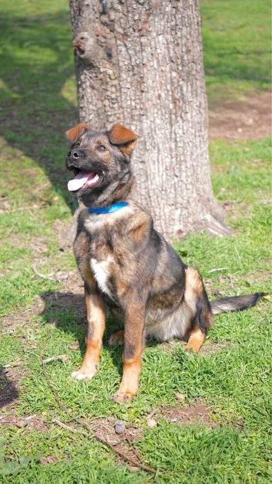 Щенок 5-6 месяцев ищет семью