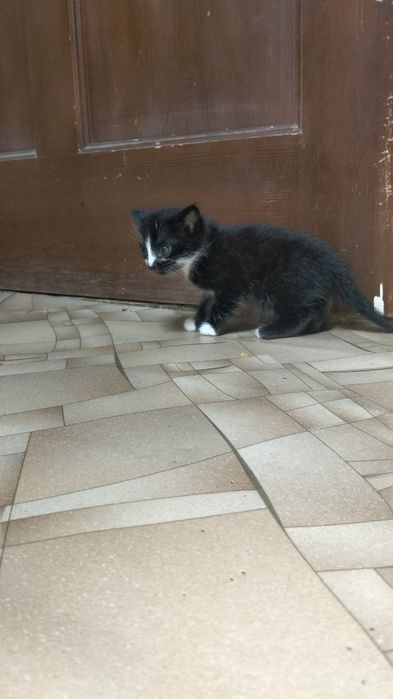 Отдам котёнка в хорошие руки