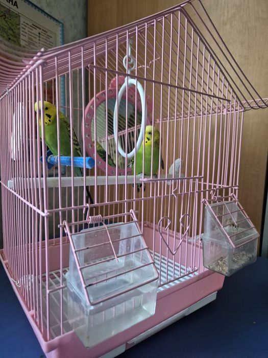 Волнистые попугаи