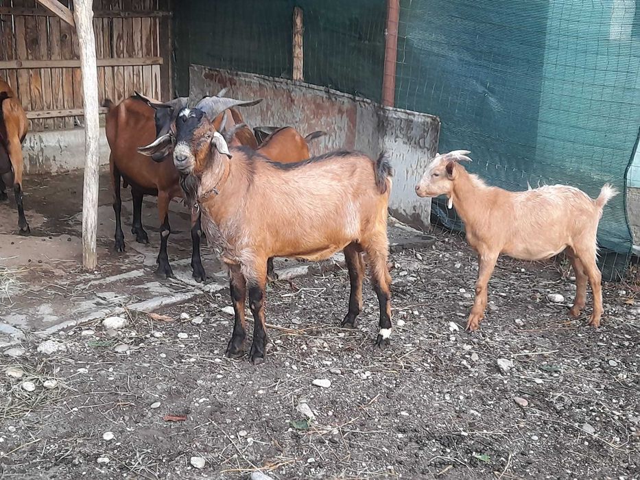 Vând țap metiș anglonubian.alpin.