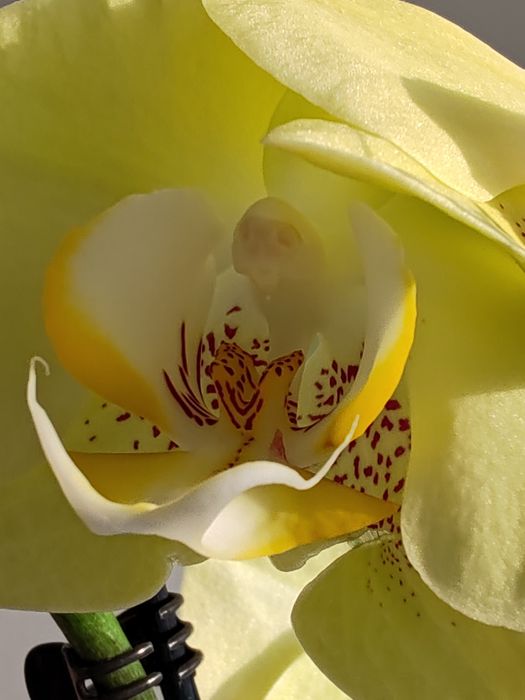 Орхидея фаленопсис