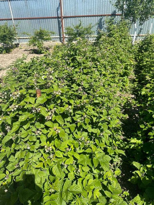 Продается дача (11 соток)