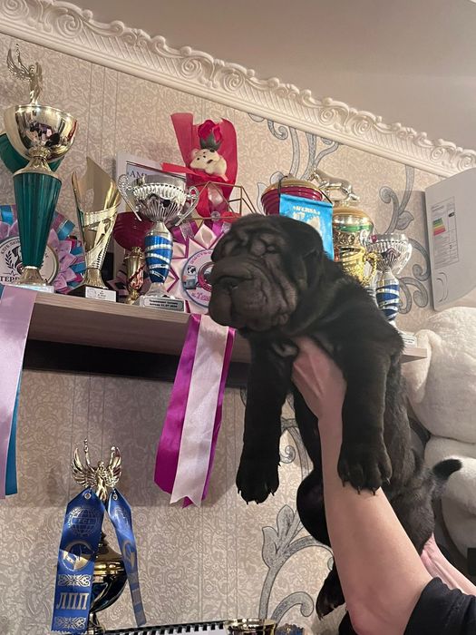 Продажа щенков шарпей