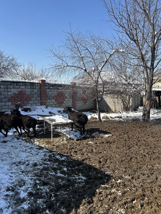 Элитные бараны Арашан на продажу