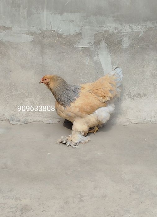 Брама товуқ палевый голубой