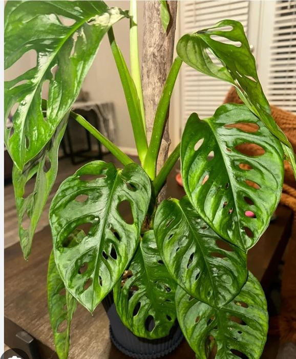 Комнатные цветы.монстера