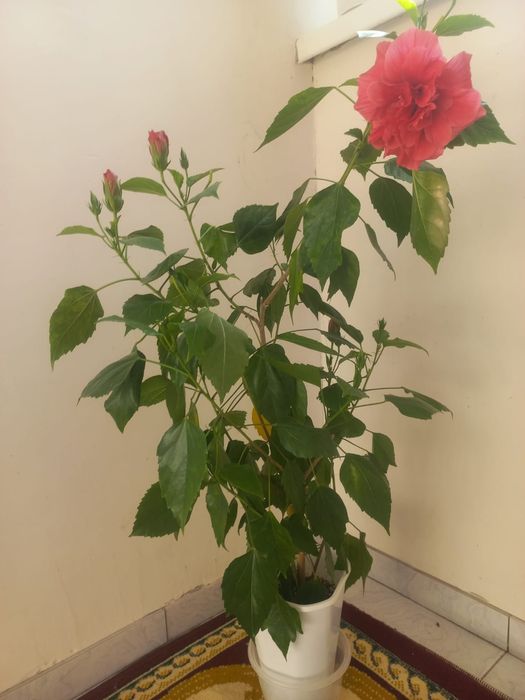 Гибискус немесе китайская роза